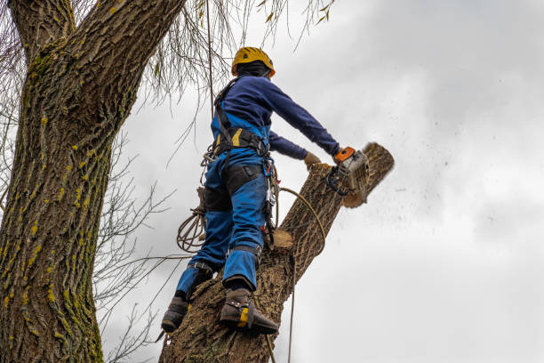 Trusted St Georges, DE Tree Service Experts